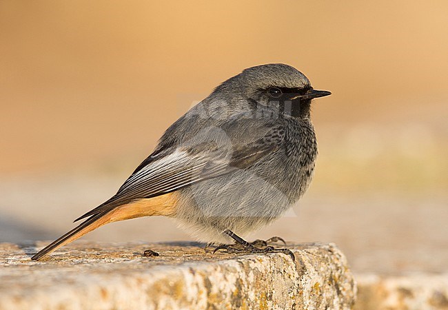 Black Redstart - Hausrotschwanz - Phoenicurus ochruros ssp. gibraltariensis, Spain, adult male stock-image by Agami/Ralph Martin,