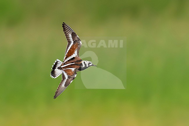 Adult male breeding
Galveston Co., TX
May 2023 stock-image by Agami/Brian E Small,