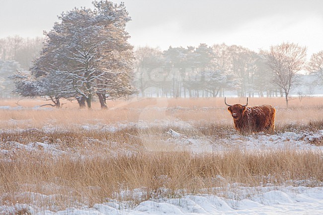 Schotse Hooglanders in natuurgebied de Delleboersterheide, Highland Cattle in nature reserve the Delleboersterheide stock-image by Agami/Wil Leurs,