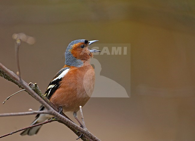 Common Chaffinch male singing; Vink man zingend stock-image by Agami/Markus Varesvuo,