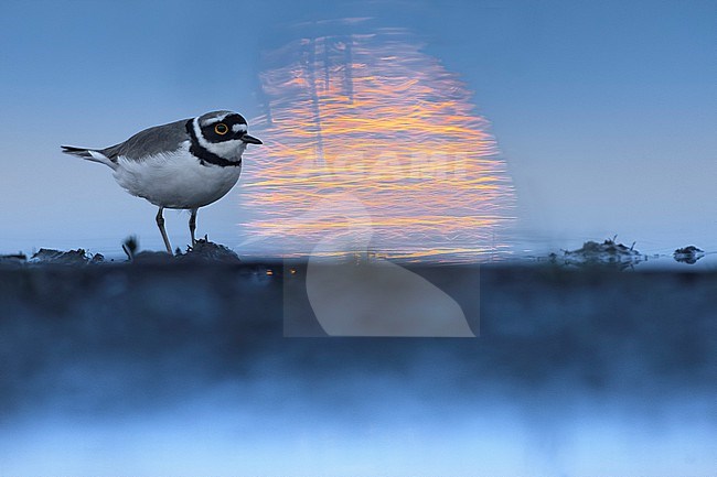 Little Ringed Plover (Charadrius dubius) in Italy. stock-image by Agami/Daniele Occhiato,