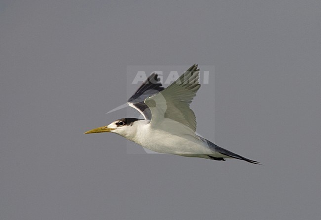 Vliegende Grote Kuifstern; Flying Great Crested Tern stock-image by Agami/Arie Ouwerkerk,