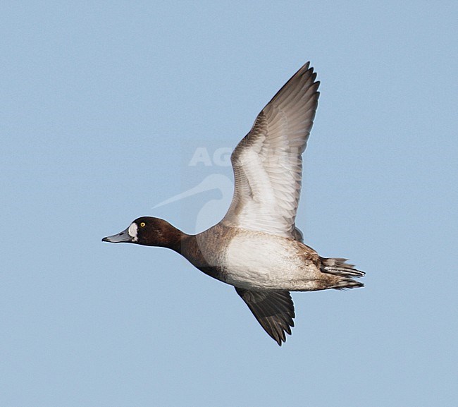 Vrouwtje Topper in vlucht, Female Greater Scaup in flight stock-image by Agami/Mike Danzenbaker,