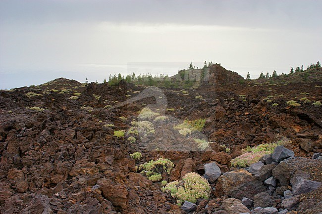Lavaveld in Nationaal Park Del Teide; Lava field at National Park Del Teide stock-image by Agami/Menno van Duijn,