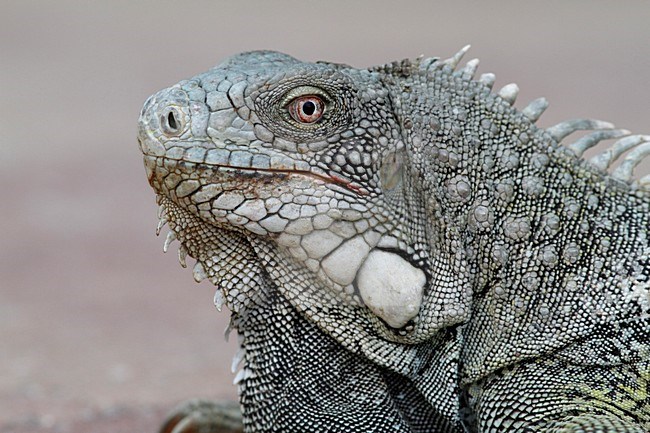 groene leguaan op het strand; Green Iguana on the beach stock-image by Agami/Chris van Rijswijk,