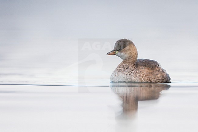 Adult Little Grebe (Tachybaptus ruficollis ssp. ruficollis) in winter plumage swimming in fresh water lake in France. stock-image by Agami/Ralph Martin,