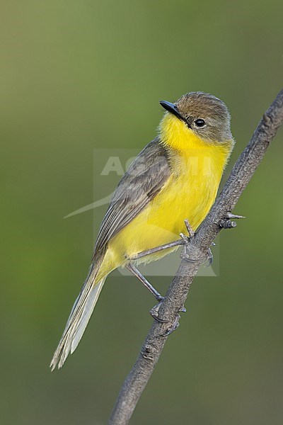 Dinelli's Doradito (Pseudocolopteryx dinelliana) perched on a branch in Argentina. stock-image by Agami/Dubi Shapiro,