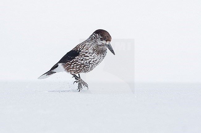 Spotted Nutcracker (Nucifraga caryocatactes) sitting in the snwo in  alpin forest of Switzerland. stock-image by Agami/Marcel Burkhardt,