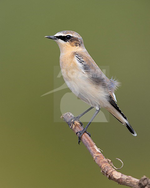 Northern Wheatear (Oenanthe oenanthe), side view of a male in autumn perched on a branch, Campania, Italy stock-image by Agami/Saverio Gatto,