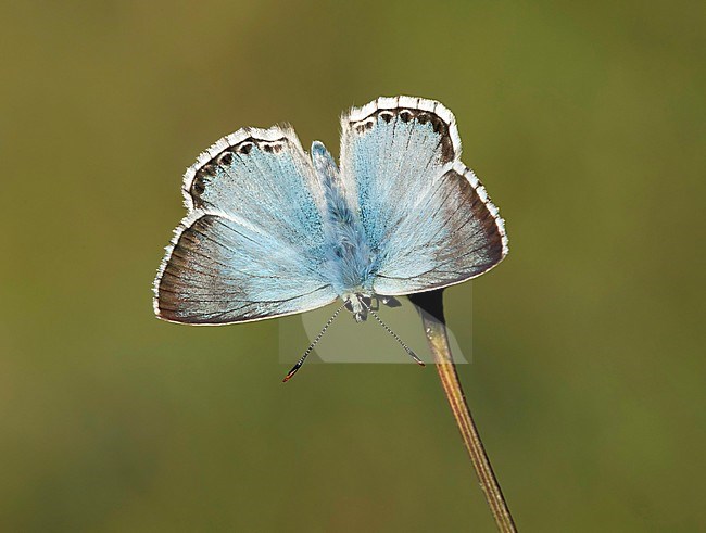 Bleek blauwtje, Chalk-hill Blue, stock-image by Agami/Walter Soestbergen,