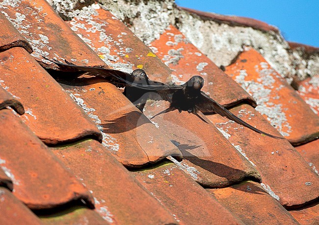 Gierzwaluw zittend op een dak van een huis; Common Swift perched on a rooftop stock-image by Agami/Marc Guyt,