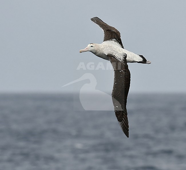 Probable Tristan Albatross (Diomedea dabbenena) at sea between South Georgia and Gough, southern Atlantic ocean. stock-image by Agami/Laurens Steijn,