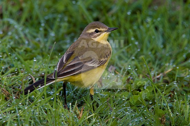 Gele Kwikstaart; Yellow Wagtail stock-image by Agami/Daniele Occhiato,