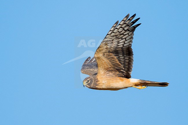 Immature Northern Harrier (Circus hudsonius) in flight during autumn in California, USA. stock-image by Agami/Brian E Small,