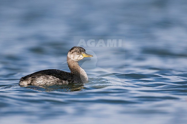 Red-necked Grebe - Rothalstaucher - Podiceps grisegena ssp. grisegena, Germany, 1st W stock-image by Agami/Ralph Martin,