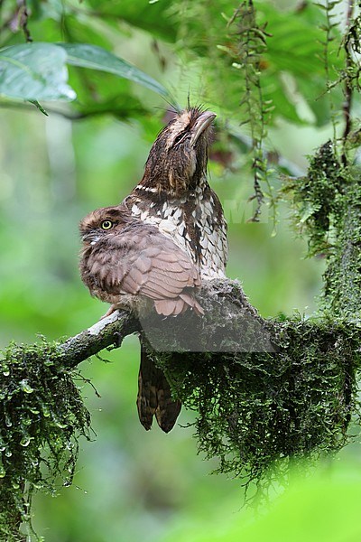 Endemic Short-tailed Frogmouth (Batrachostomus poliolophus), also known as Sumatran Frogmouth, sitting erect with eyes closed on its nest with a chick. stock-image by Agami/James Eaton,
