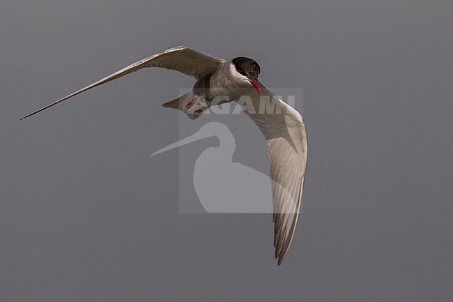 Witwangstern in vlucht; Whiskered Tern in flight stock-image by Agami/Daniele Occhiato,