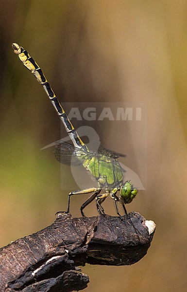 Male Imago Gaffellibel; Adult male Green Snaketail; Adult male Green Clubtail stock-image by Agami/Wil Leurs,