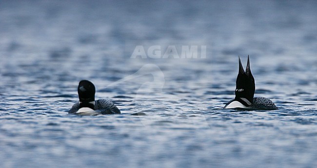 Volwassen IJsduikers in zomerkleed; Adult Great Northern Loons in summer plumage stock-image by Agami/Menno van Duijn,