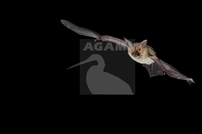 Grootoorvleermuis in de vlucht; Brown Long-eared Bat in flight stock-image by Agami/Theo Douma,