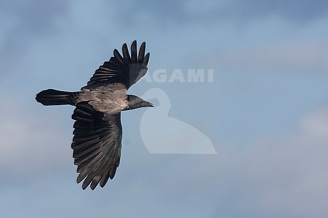 Hooded Crow - Nebelkrähe - Corvus cornix ssp. cornix, Germany stock-image by Agami/Ralph Martin,