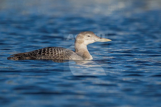 Juvenile
San Diego Co., CA
December 2022 stock-image by Agami/Brian E Small,