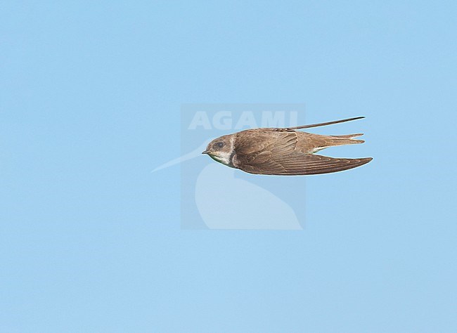 Adult Sand Martin (Riparia riparia) on migration flying in blue sky, in sideview, showing upperparts stock-image by Agami/Ran Schols,