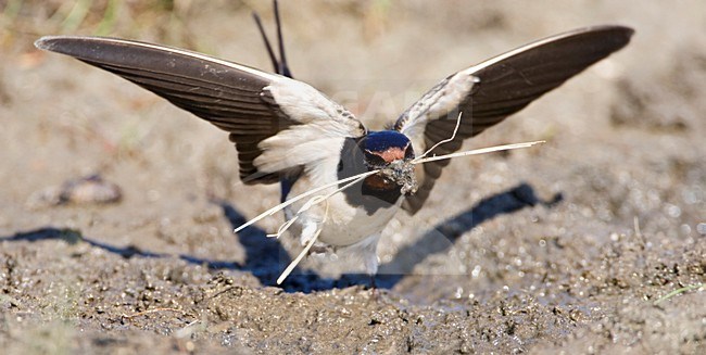 Boerenzwaluw modder verzamelend voor zijn nest; Barn Swallow gathering mud for its nest stock-image by Agami/Marc Guyt,