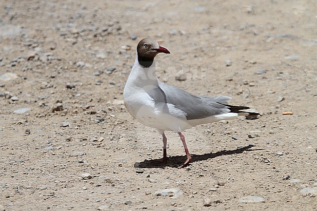 Adult Brown-headed gull, chroicocephalus brunnicephalus, in breeding plumage at Nam Tso, Tibet. stock-image by Agami/James Eaton,