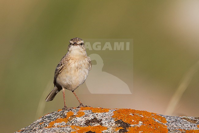 Tawny Pipit - Brachpieper - Anthus campestris ssp. griseus, Kazakhstan, adult stock-image by Agami/Ralph Martin,