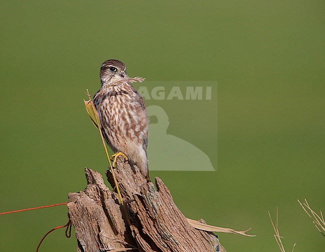 Smelleken; Merlin (Falco columbarius) stock-image by Agami/Arie Ouwerkerk,