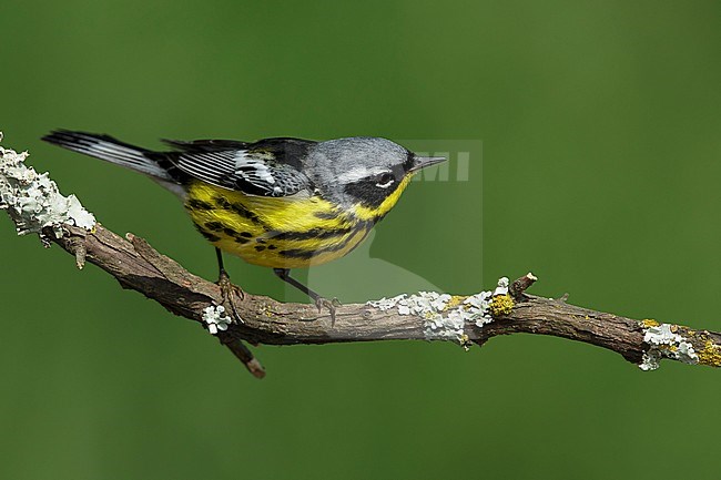 Adult male Magnolia Warbler (Setophaga magnolia)
Galveston Co., Texas stock-image by Agami/Brian E Small,