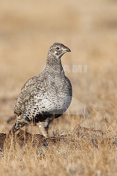 Adult female 
Mono Co., CA 
March 2007 stock-image by Agami/Brian E Small,