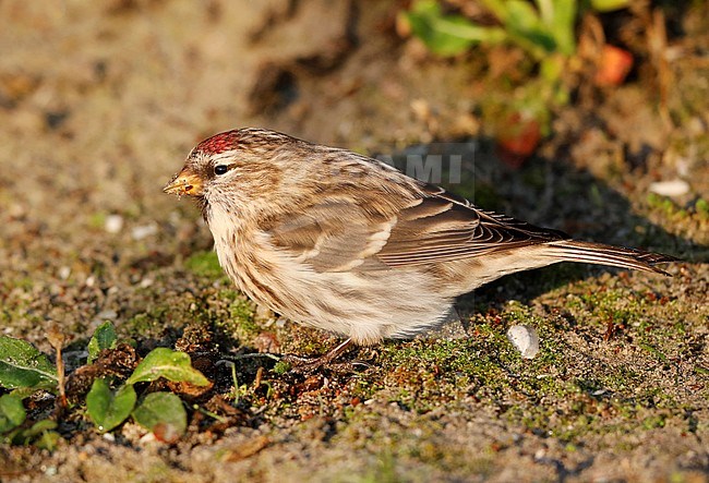 Grote Barmsijs; Mealy Redpolll; stock-image by Agami/Chris van Rijswijk,