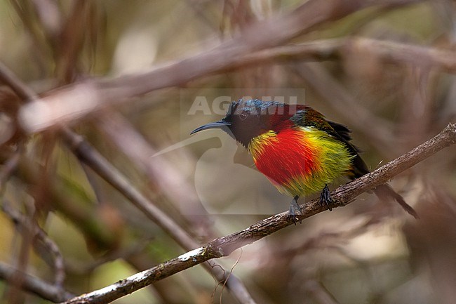 Male Green-tailed Sunbird (Aethopyga nipalensis) at Doi Inthanon, Thailand stock-image by Agami/Helge Sorensen,