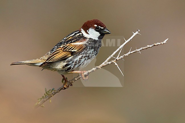 Adult male Spanish Sparrow stock-image by Agami/Daniele Occhiato,