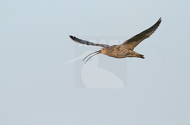 Eurasian Curlew - Großer Brachvogel - Numenius arquatus ssp. orientalis, Russia (Baikal), adult stock-image by Agami/Ralph Martin,