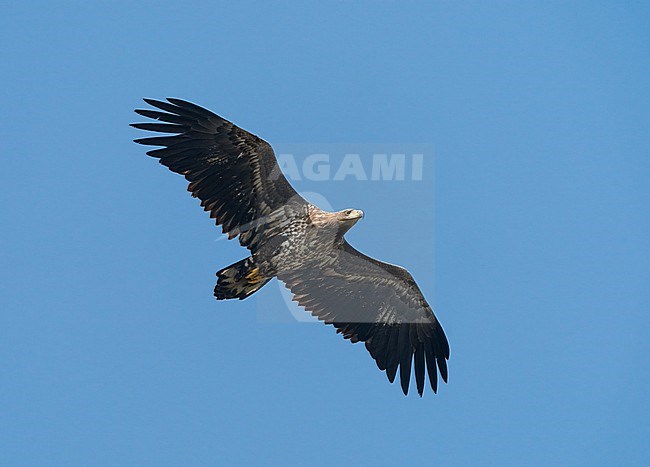 Immature White-tailed Eagle (Haliaeetus albicilla) flying, migrating in blue sky during spring migration showing underside stock-image by Agami/Ran Schols,