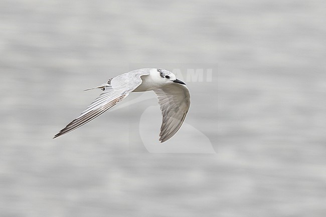 Whiskered Tern (Chlidonias hybrida) near Bangkok, Thailand. Adult winter plumage. stock-image by Agami/David Monticelli,