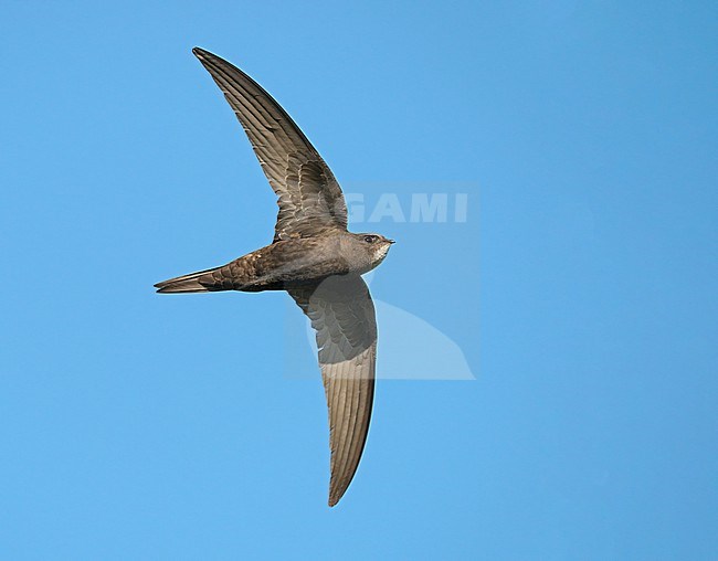 Common Swift (Apus apus) flying, migrating with high speed in blue sky showing underside stock-image by Agami/Ran Schols,