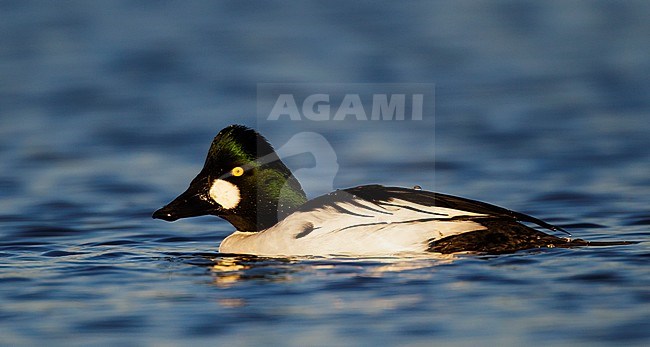 Adult male
Santa Clara Co., CA
December 2012 stock-image by Agami/Brian E Small,