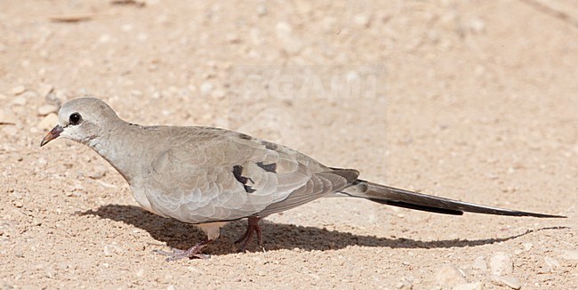 Vrouwtje Maskerduif; Female Namaqua Dove stock-image by Agami/Markus Varesvuo,