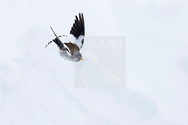 Adult winter plumage, White-winged Snowfinch (Montifringilla nivalis nivalis) in flight in Alps of Switzerland. stock-image by Agami/Ralph Martin,
