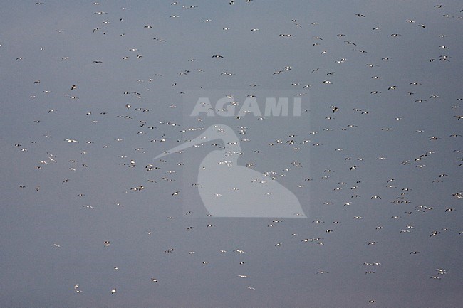 Herring Gulls flying above coastline; Zilvermeeuwen vliegend boven kustlijn stock-image by Agami/Marc Guyt,