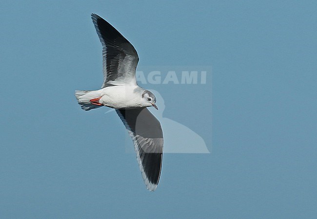 Adult Little Gull in winterplumage flying over the Waddensea near Den Oever in beautiful sunlight showing underwing stock-image by Agami/Renate Visscher,