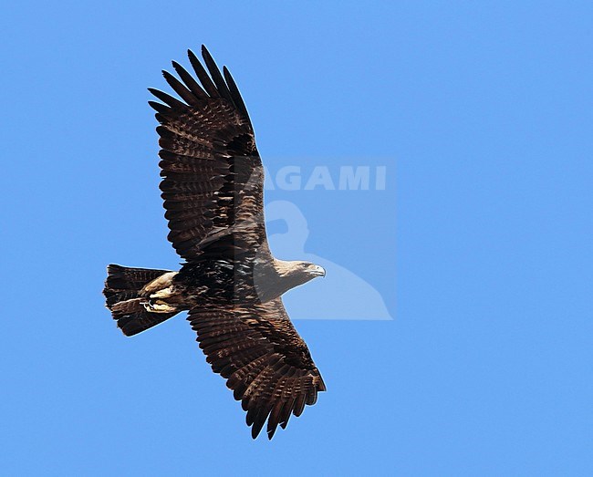 Adult Eastern Imperial Eagle (Aquila heliaca) during autumn migration at Salalah in Oman. Gliding overhead. stock-image by Agami/Aurélien Audevard,