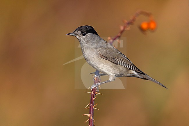 Male Blackcap (Sylvia atricapilla) in Italy. stock-image by Agami/Daniele Occhiato,