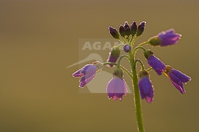 Pinksterbloem close-up; Cuckoo Flower close up stock-image by Agami/Menno van Duijn,