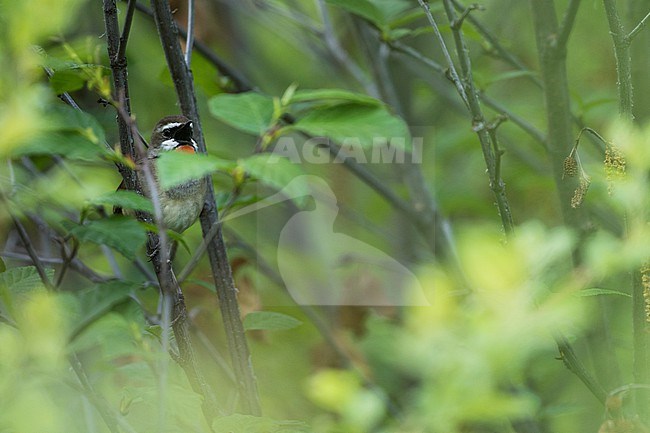 Siberian Rubythroat - Rubinkehlchen - Calliope calliope, Russia (Baikal), adult male stock-image by Agami/Ralph Martin,