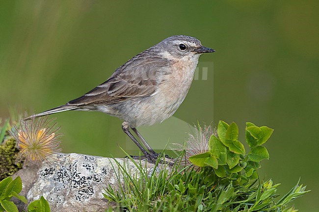 Water Pipit (Anthus spinoletta) stock-image by Agami/Daniele Occhiato,